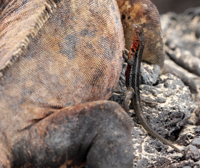Lava Lizard
